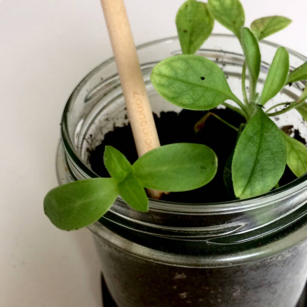 Bloeipotlood – Plantbaar Potlood met Zaden