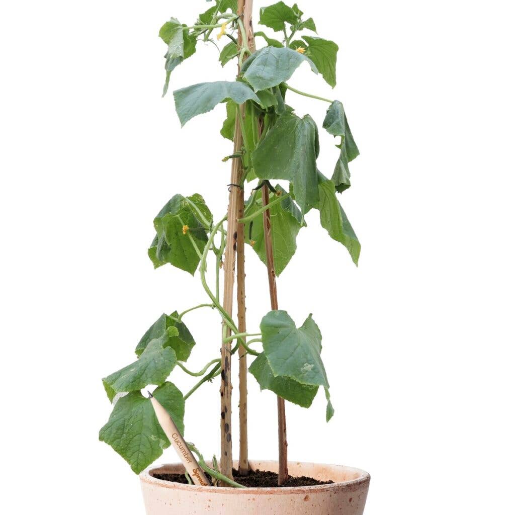 Bloeipotlood – Plantbaar Potlood met Zaden