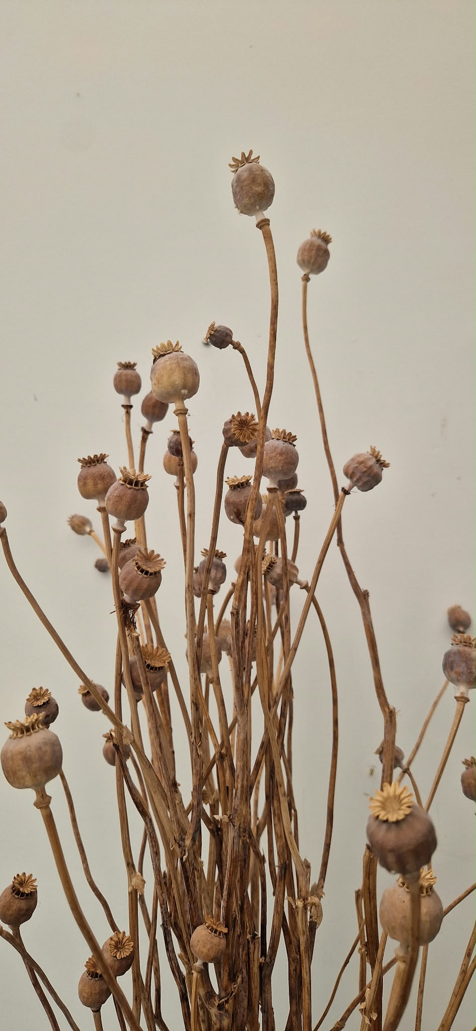 6973ca546c51700180f9ca2f_papaver-droogbloemen-close-up_1791143795510.jpeg
