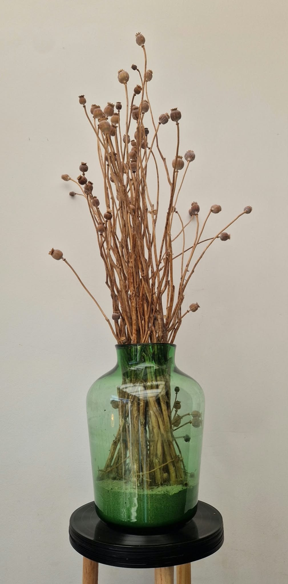 6973ca546c51700180f9ca2f_papaver-droogbloemen-in-groene-vaas_1791143795511.jpeg