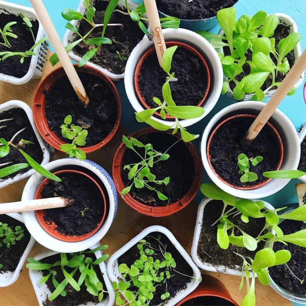Bloeipotlood – Plantbaar Potlood met Zaden