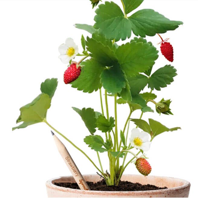 Bloeipotlood – Plantbaar Potlood met Zaden