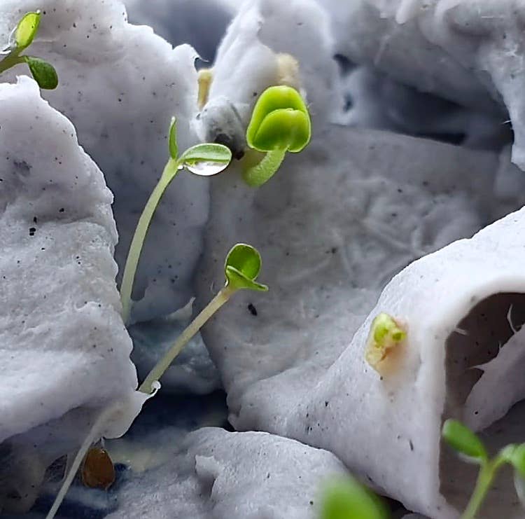 Plantbare Groeikaart – Wilde Bloemen
