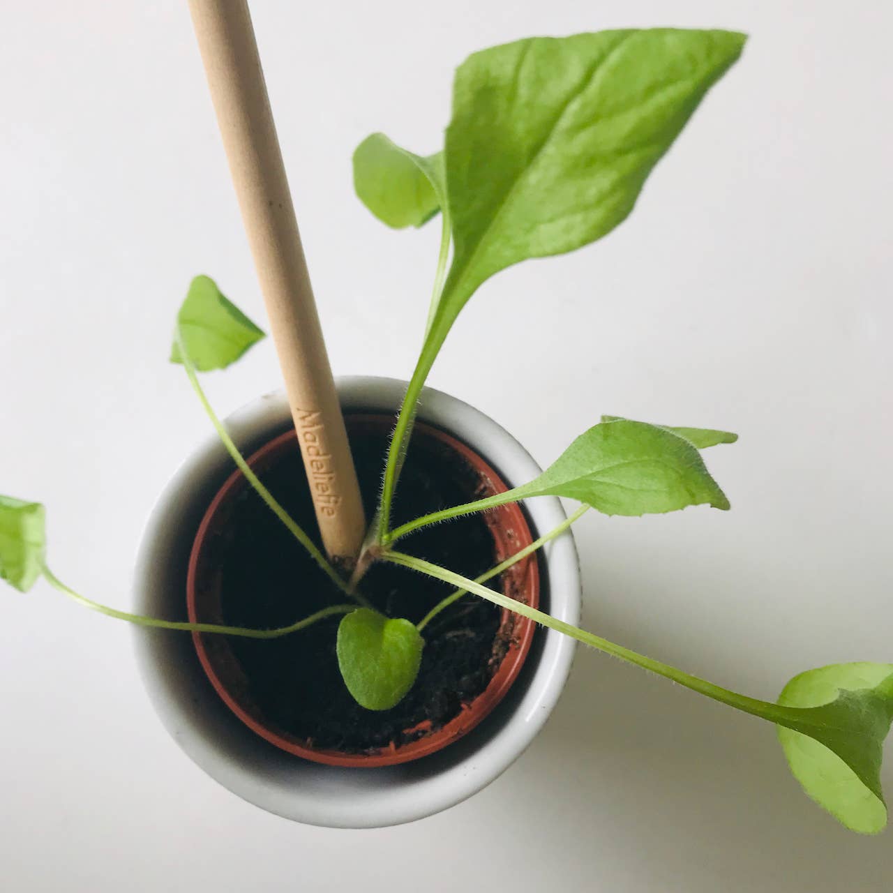 Bloeipotlood – Plantbaar Potlood met Zaden